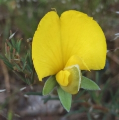 Gompholobium huegelii (pale wedge–pea) at Googong, NSW - 11 Nov 2016 by Wandiyali