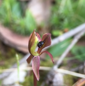 Chiloglottis trapeziformis at Acton, ACT - 11 Nov 2016