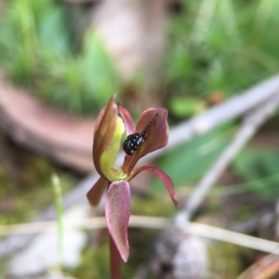 Chiloglottis trapeziformis (Diamond Ant Orchid) at Acton, ACT - 10 Nov 2016 by JasonC