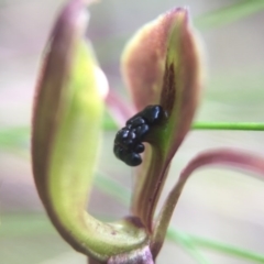 Chiloglottis trapeziformis at Acton, ACT - 11 Nov 2016