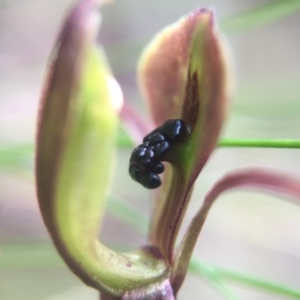 Chiloglottis trapeziformis at Acton, ACT - 11 Nov 2016