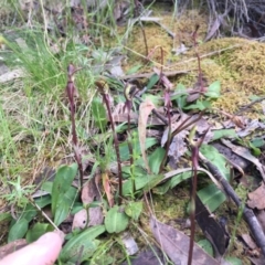 Chiloglottis trapeziformis at Acton, ACT - 11 Nov 2016