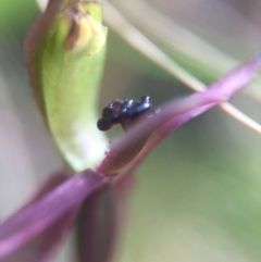 Chiloglottis trapeziformis at Acton, ACT - 11 Nov 2016