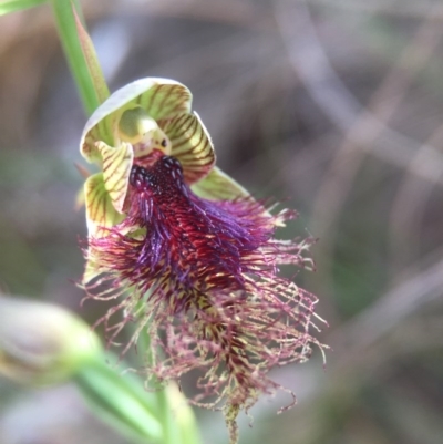 Calochilus platychilus (Purple Beard Orchid) at Acton, ACT - 10 Nov 2016 by JasonC