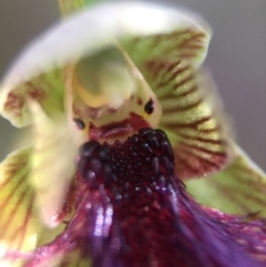 Calochilus platychilus at Acton, ACT - 11 Nov 2016