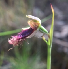 Calochilus platychilus at Acton, ACT - 11 Nov 2016