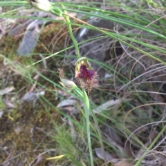 Calochilus platychilus at Acton, ACT - 11 Nov 2016