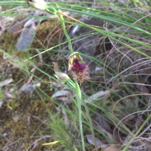 Calochilus platychilus at Acton, ACT - 11 Nov 2016