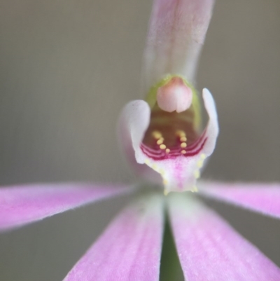 Caladenia carnea (Pink Fingers) at Acton, ACT - 10 Nov 2016 by JasonC