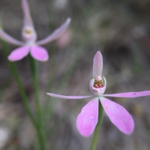 Caladenia carnea at Acton, ACT - suppressed