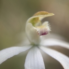 Caladenia moschata (Musky Caps) at Acton, ACT - 10 Nov 2016 by JasonC