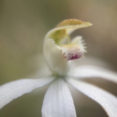 Caladenia moschata (Musky Caps) at ANBG South Annex - 10 Nov 2016 by JasonC