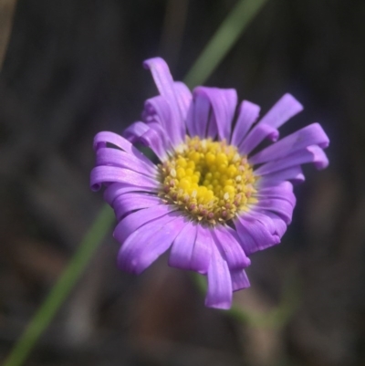 Brachyscome spathulata (Coarse Daisy, Spoon-leaved Daisy) at Acton, ACT - 10 Nov 2016 by JasonC