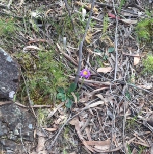 Brachyscome spathulata at Acton, ACT - 11 Nov 2016 09:58 AM