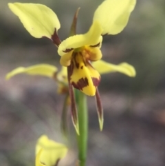 Diuris sulphurea (Tiger Orchid) at Acton, ACT - 10 Nov 2016 by JasonC