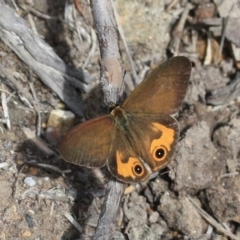 Hypocysta metirius (Brown Ringlet) at Tathra, NSW - 10 Nov 2016 by KerryVance