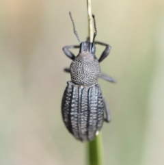 Talaurinus kirbii (Ground weevil) at Tathra, NSW - 10 Nov 2016 by KerryVance