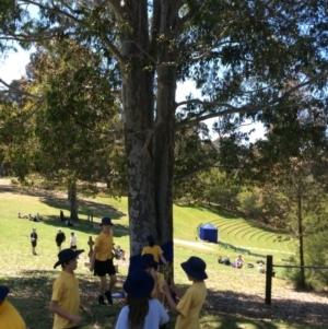 Corymbia maculata at Barragga Bay, NSW - 11 Nov 2016