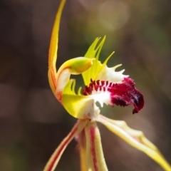 Caladenia atrovespa (Green-comb Spider Orchid) at Kambah, ACT - 17 Oct 2016 by BarrieR