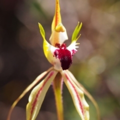 Caladenia atrovespa at Kambah, ACT - suppressed