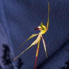 Caladenia atrovespa at Kambah, ACT - 18 Oct 2016