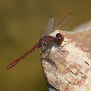 Diplacodes bipunctata at Paddys River, ACT - 7 Nov 2016