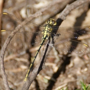 Austrogomphus guerini at Paddys River, ACT - 7 Nov 2016