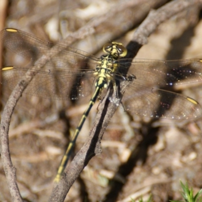 Austrogomphus guerini (Yellow-striped Hunter) at Paddys River, ACT - 7 Nov 2016 by roymcd