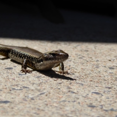 Eulamprus heatwolei (Yellow-bellied Water Skink) at Bermagui, NSW - 10 Nov 2016 by HelenRansom