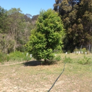 Syzygium smithii at Barragga Bay, NSW - 11 Nov 2016 02:16 PM