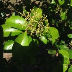 Syzygium smithii at Barragga Bay, NSW - 11 Nov 2016