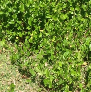 Goodenia ovata at Barragga Bay, NSW - 11 Nov 2016