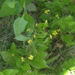 Goodenia ovata at Barragga Bay, NSW - 11 Nov 2016