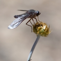 Comptosia stria (A bee fly) at Black Mountain - 11 Nov 2016 by JudithRoach