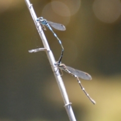 Austrolestes leda (Wandering Ringtail) at Tidbinbilla Nature Reserve - 7 Nov 2016 by roymcd