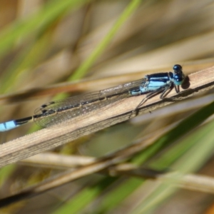 Ischnura heterosticta at Paddys River, ACT - 6 Nov 2016 04:08 PM