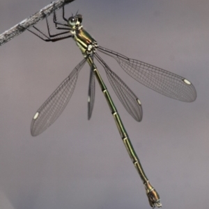 Synlestes weyersii at Tharwa, ACT - 20 Mar 2016