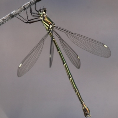 Synlestes weyersii (Bronze Needle) at Tharwa, ACT - 20 Mar 2016 by HarveyPerkins