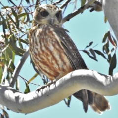 Ninox boobook (Southern Boobook) at Mulligans Flat - 11 Nov 2016 by JohnBundock