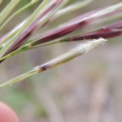 Nassella neesiana (Chilean Needlegrass) at Banks, ACT - 8 Nov 2016 by michaelb