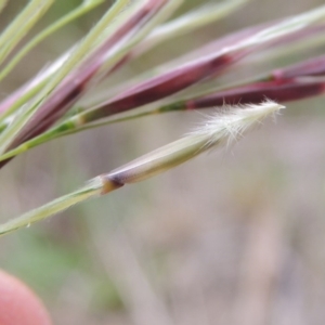 Nassella neesiana at Banks, ACT - 8 Nov 2016 07:01 PM