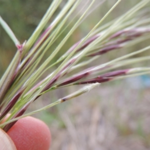 Nassella neesiana at Banks, ACT - 8 Nov 2016 07:01 PM