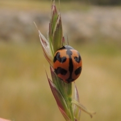Coccinella transversalis (Transverse Ladybird) at Banks, ACT - 8 Nov 2016 by MichaelBedingfield
