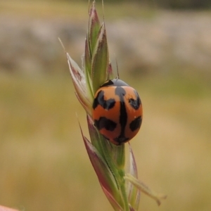 Coccinella transversalis at Banks, ACT - 8 Nov 2016 06:38 PM