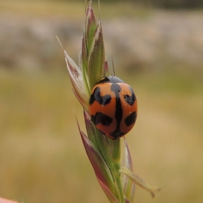 Coccinella transversalis (Transverse Ladybird) at Banks, ACT - 8 Nov 2016 by MichaelBedingfield