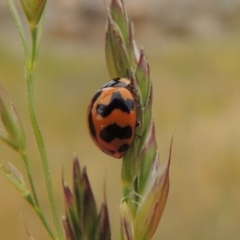 Coccinella transversalis at Banks, ACT - 8 Nov 2016 06:38 PM