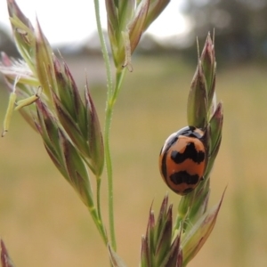 Coccinella transversalis at Banks, ACT - 8 Nov 2016 06:38 PM