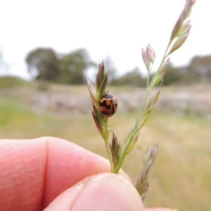 Coccinella transversalis at Banks, ACT - 8 Nov 2016 06:38 PM