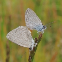 Zizina otis (Common Grass-Blue) at Banks, ACT - 8 Nov 2016 by MichaelBedingfield