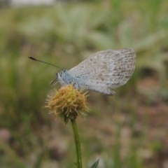 Zizina otis (Common Grass-Blue) at Tuggeranong Hill - 7 Nov 2015 by michaelb